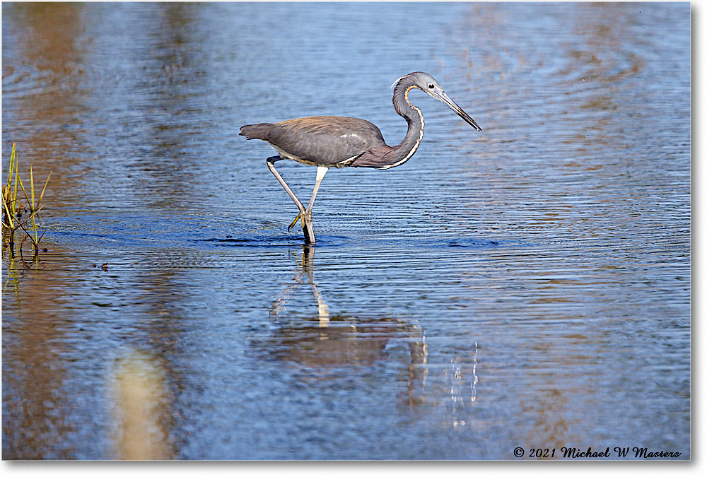 TricolorHeron_ChincoNWR_2021Jun_R5A05096 copy