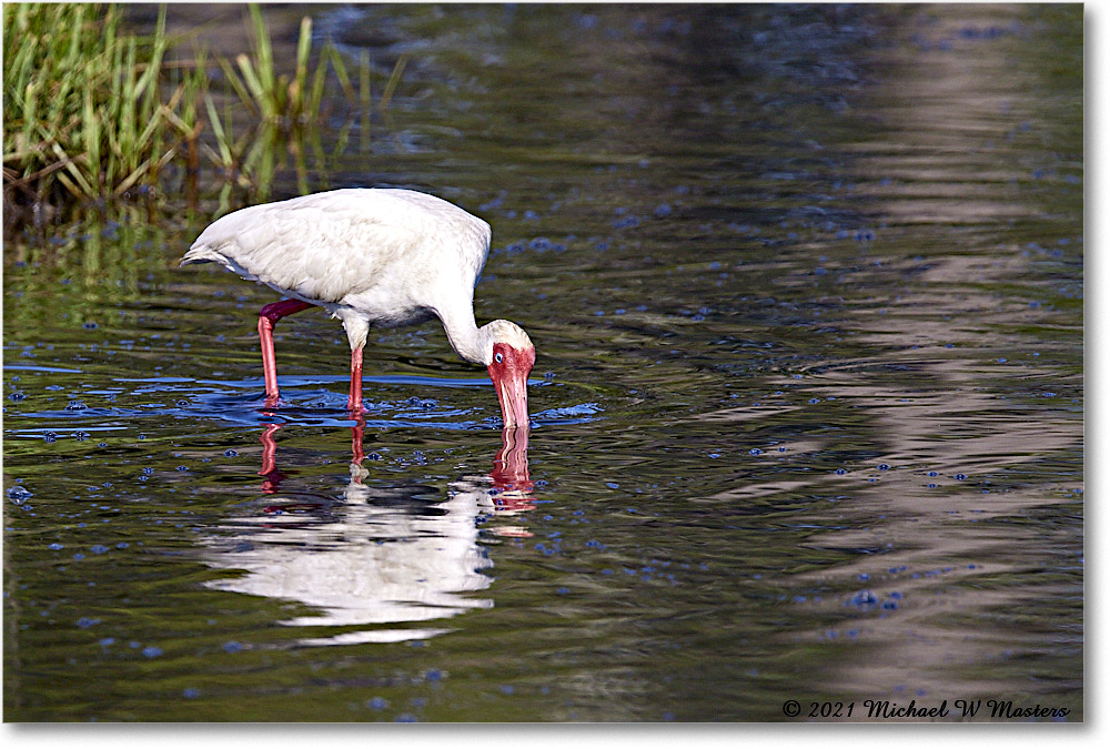 WhiteIbis_ChincoNWR_2021Jun_R5A04248 copy