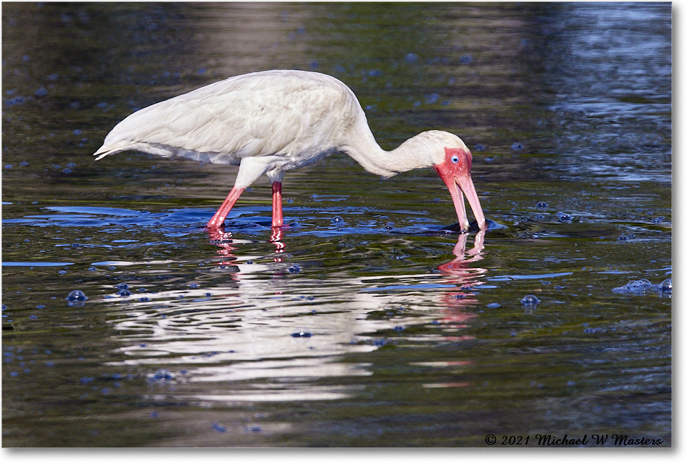 WhiteIbis_ChincoNWR_2021Jun_R5A04266 copy