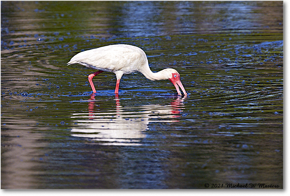 WhiteIbis_ChincoNWR_2021Jun_R5A04338 copy