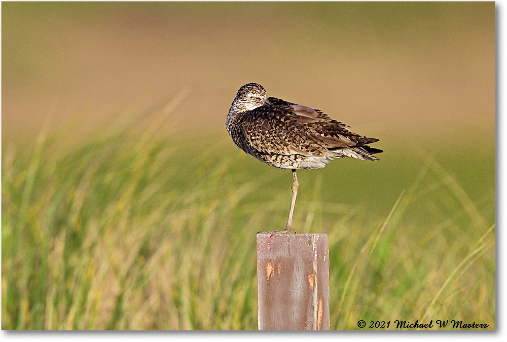 Willet_Assateague_2021Jun_R5A03143 copy