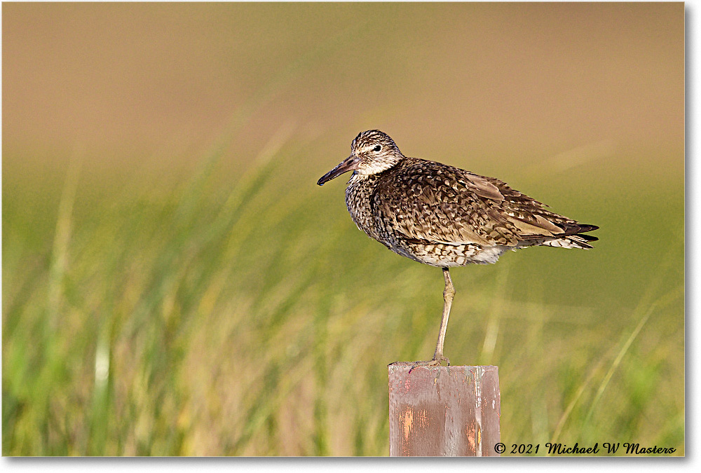 Willet_Assateague_2021Jun_R5A03209 copy