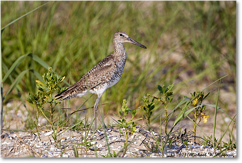 Willet_Assategue_2021Jun_R5B03739 copy