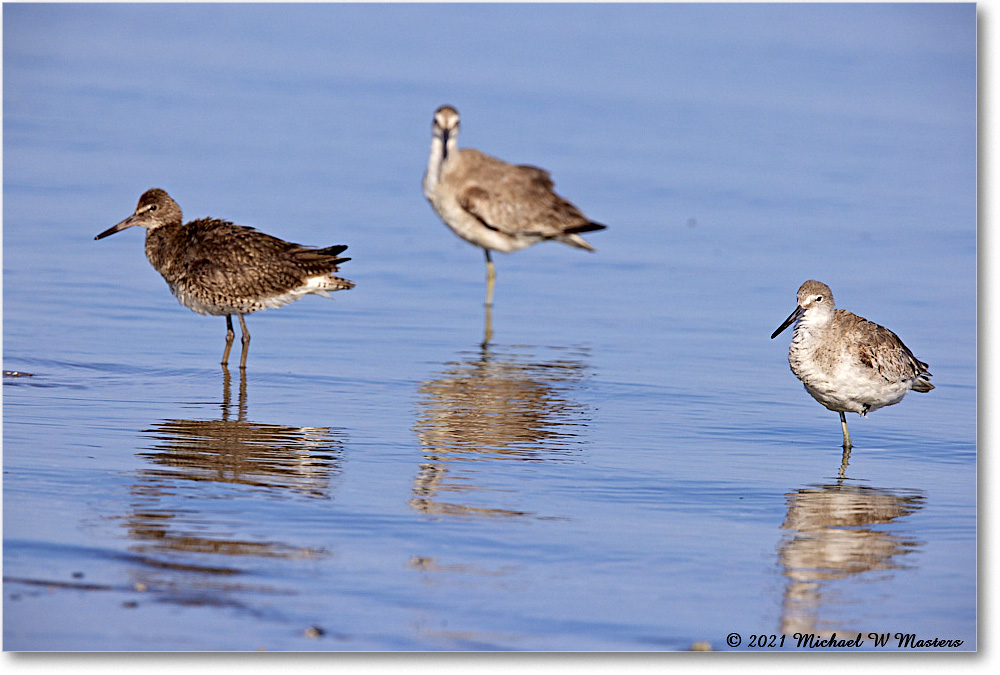Willet_TomsCove_2021Jun_R5A03821 copy