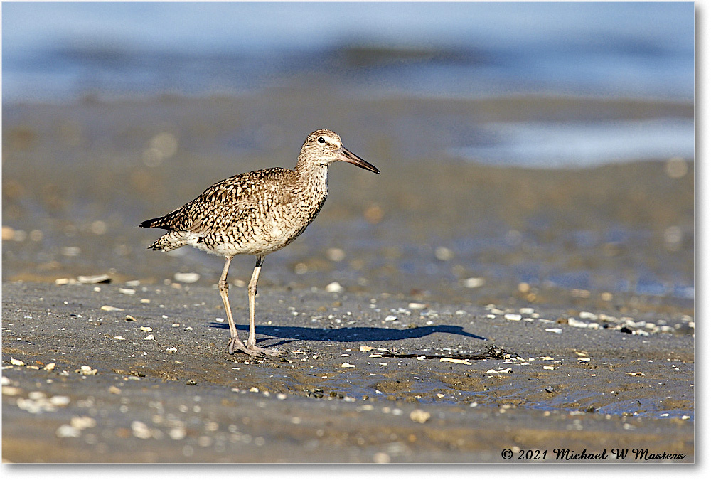 Willet_TomsCove_2021Jun_R5A03969 copy