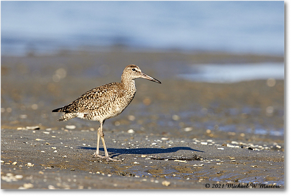 Willet_TomsCove_2021Jun_R5A03999 copy