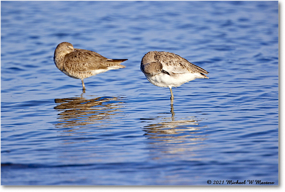 Willet_TomsCove_2021Jun_R5B01970 copy