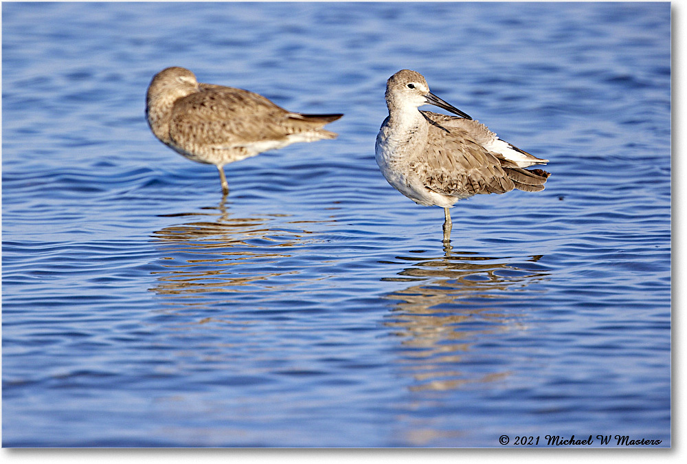 Willet_TomsCove_2021Jun_R5B02002 copy