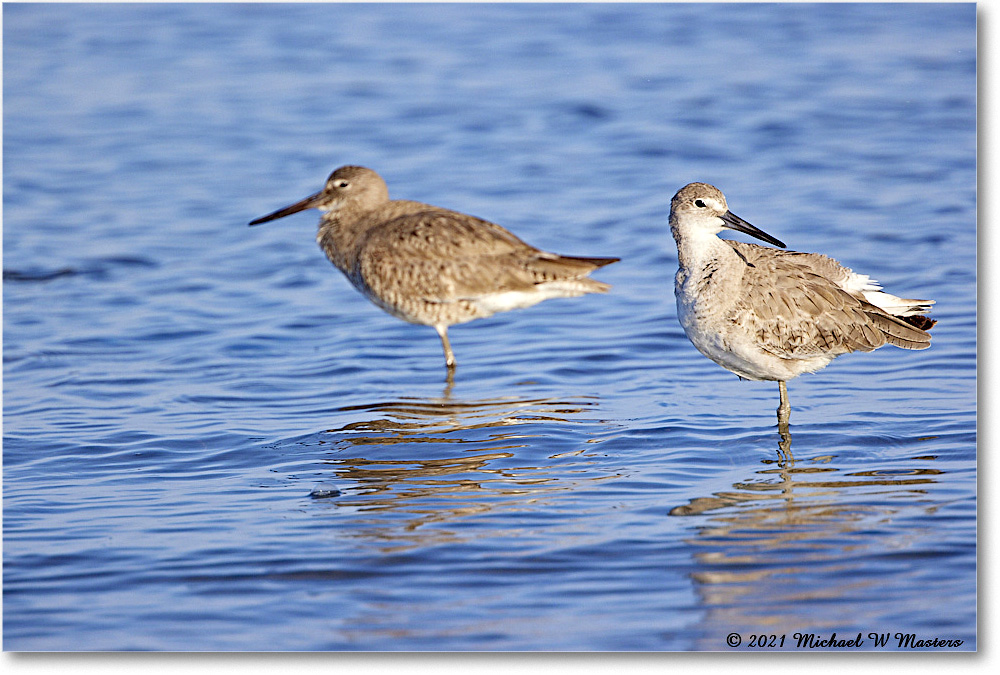 Willet_TomsCove_2021Jun_R5B02032 copy