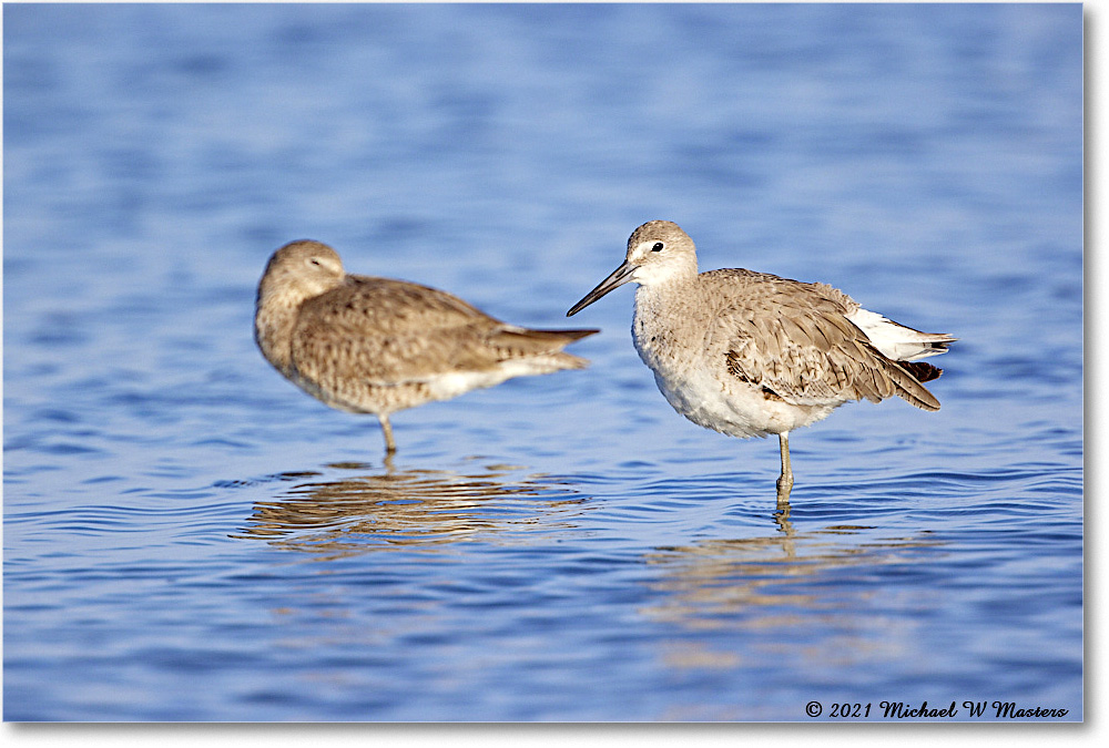 Willet_TomsCove_2021Jun_R5B02136 copy