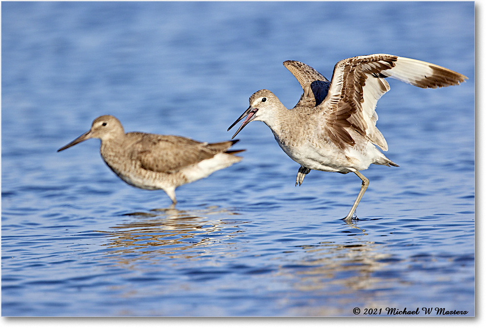 Willet_TomsCove_2021Jun_R5B02304 copy