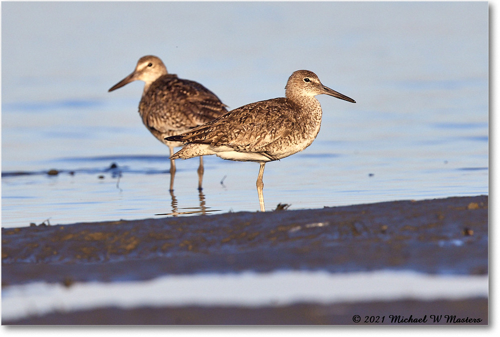 Willets_TomsCove_2021Jun_R5A04773 copy