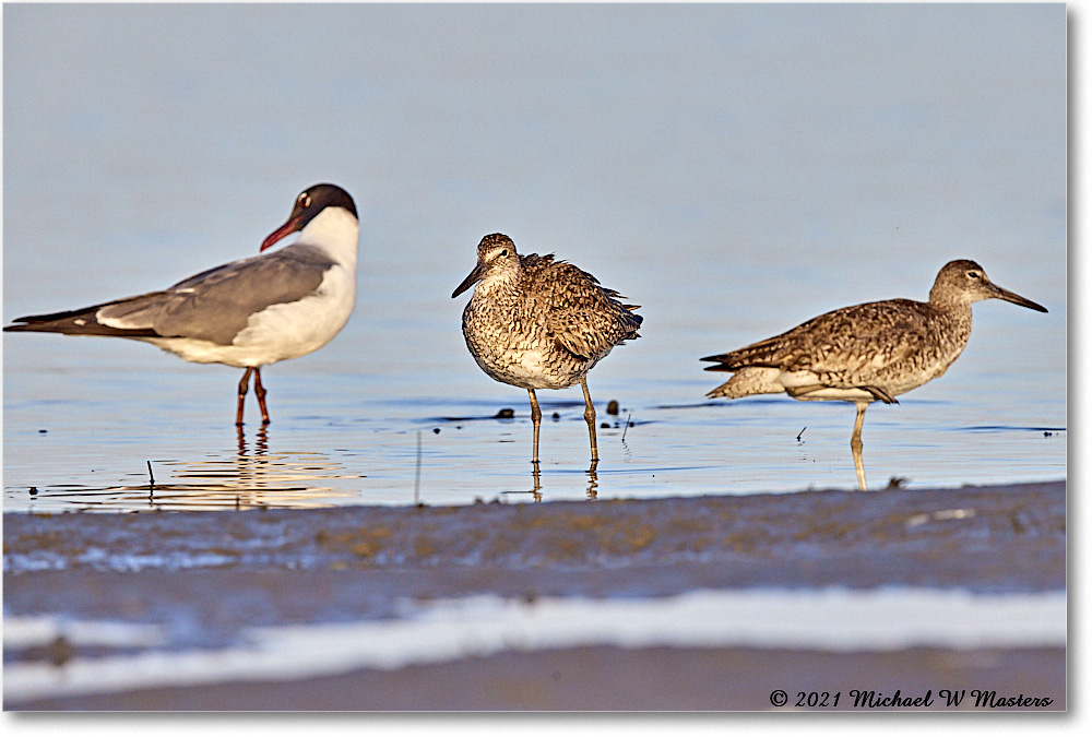 Willets_TomsCove_2021Jun_R5A04786 copy