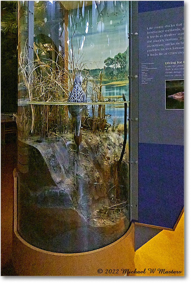 BatemanCenter_ChincoNWR_2022Jun_SRX00018 copy