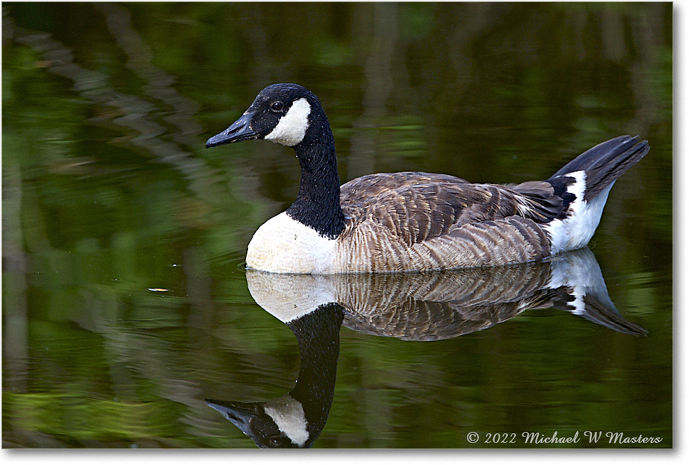 CanadaGoose_Chincoteague_2022Jun_R5A07360 copy