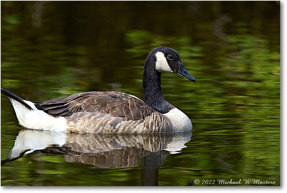 CanadaGoose_Chincoteague_2022Jun_R5A07426 copy