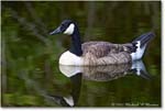 CanadaGoose_Chincoteague_2022Jun_R5A07360 copy