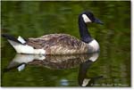 CanadaGoose_Chincoteague_2022Jun_R5A07402 copy