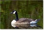 CanadaGoose_Chincoteague_2022Jun_R5A07478 copy