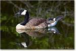 CanadaGoose_Chincoteague_2022Jun_R5A07507 copy