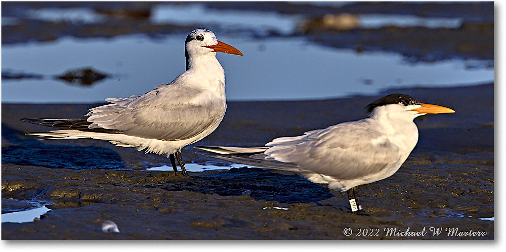 ForstersTern_Assateague_2022Jun_R5A08395 copy