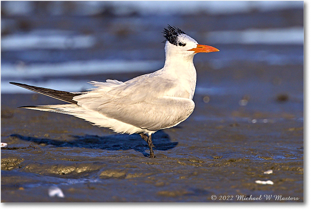ForstersTern_Assateague_2022Jun_R5A08422 copy