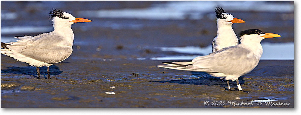 ForstersTern_Assateague_2022Jun_R5A08430 copy