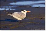ForstersTern_Assateague_2022Jun_R5A08385 copy