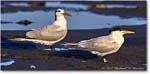 ForstersTern_Assateague_2022Jun_R5A08395 copy