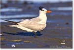 ForstersTern_Assateague_2022Jun_R5A08422 copy