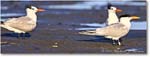 ForstersTern_Assateague_2022Jun_R5A08430 copy