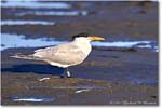 ForstersTern_Assateague_2022Jun_R5A08478 copy