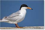 ForstersTern_Assateague_2022Jun_R5A09441 copy