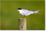 ForstersTern_ChincoNWR_2022Jun_R5B08626 copy