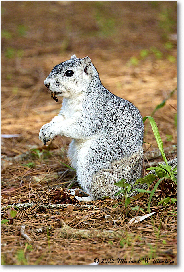 FoxSquirrel_ChincoNWR_2022Jun_R5A11370 copy