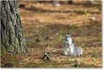 FoxSquirrel_ChincoNWR_2022Jun_R5A11132 copy
