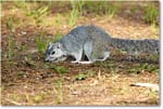 FoxSquirrel_ChincoNWR_2022Jun_R5A11188 copy