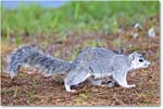 FoxSquirrel_ChincoNWR_2022Jun_R5A11254 copy