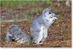 FoxSquirrel_ChincoNWR_2022Jun_R5A11269 copy