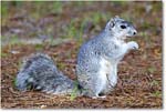 FoxSquirrel_ChincoNWR_2022Jun_R5A11289 copy