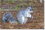 FoxSquirrel_ChincoNWR_2022Jun_R5A11297 copy