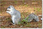 FoxSquirrel_ChincoNWR_2022Jun_R5A11330 copy