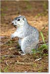 FoxSquirrel_ChincoNWR_2022Jun_R5A11370 copy