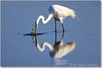 GreatEgret_ChincoNWR_2022Jun_R5A08961 copy