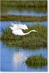 GreatEgret_ChincoNWR_2022Jun_R5B08963 copy