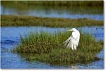 GreatEgret_ChincoNWR_2022Jun_R5B08996 copy