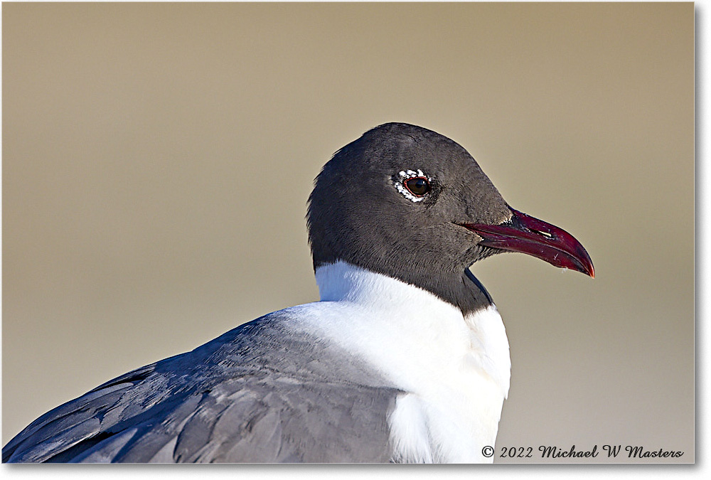 LaughingGull_Assateague_2022Jun_R5A08679 copy