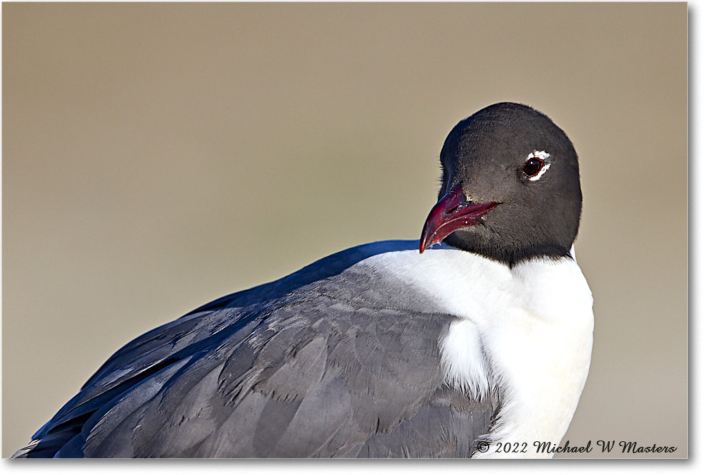 LaughingGull_Assateague_2022Jun_R5A08690 copy