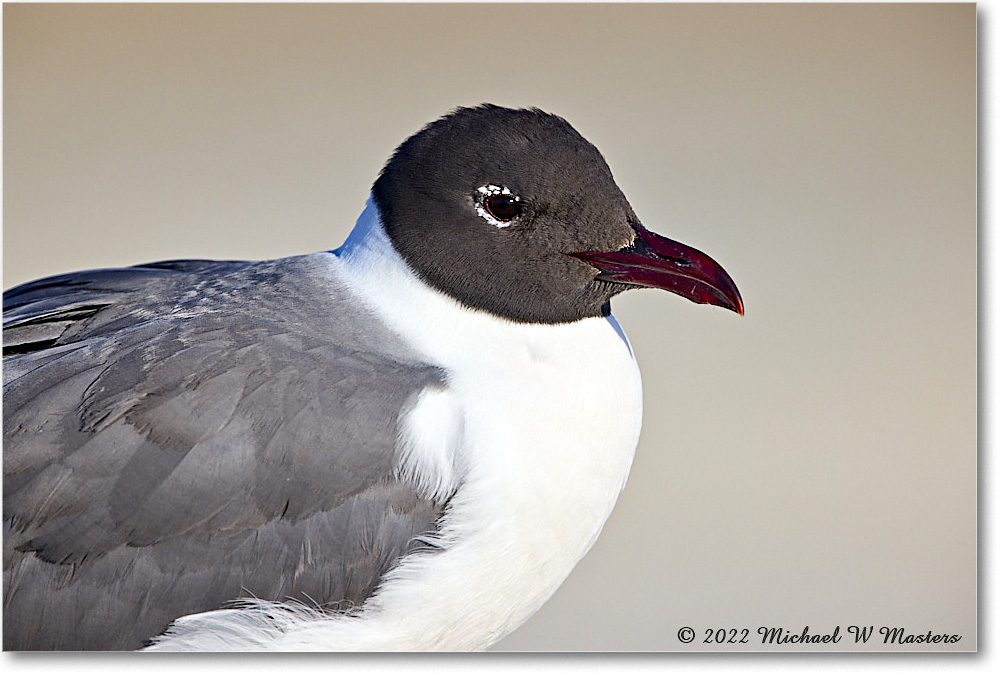 LaughingGull_Assateague_2022Jun_R5A08712 copy