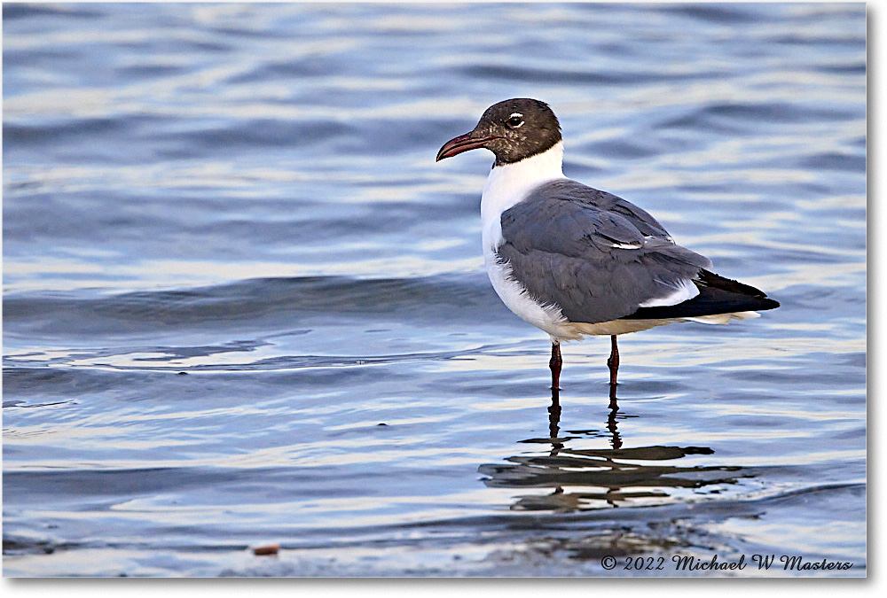 LaughingGull_Assateague_2022Jun_R5A09596 copy